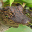 BioBlitz at Jean Lafitte