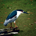 Imge of black-crowned night heron