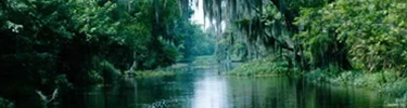 Spanish moss hangs from trees leaning over a bayou at the Barataria Preserve.