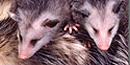 Young opossum riding their mother's back. Young opossum riding their mother's back.