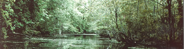 Green shades paint the waters and trees of a Barataria Preserve waterway.