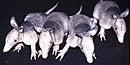 Young armadillos at night. Young armadillos at night.