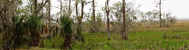 Edge of a Marsh