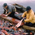 Fish Processing