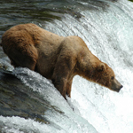 Large male brown bear fishes at Brooks Falls