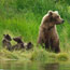 The Lower River Bearcam
