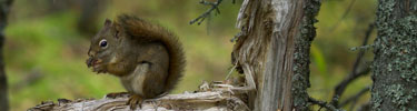 Red Squirrel feeding on spruce cones in autumn