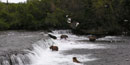 Brooks Falls with several bears feeding in July Brooks Falls with several bears feeding in July