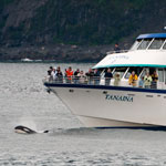 An Orca plays in the waves by on a tour boat in Kenai Fjords