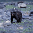 Bear Activity Updates