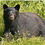 Be Bear Aware