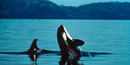 Orca whales Orca whales