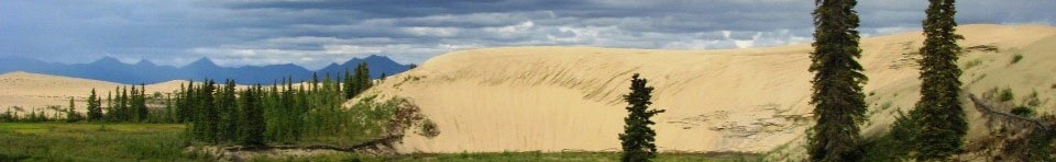 Spruce trees converge on the Kobuk Sand Dunes