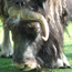 Musk Ox