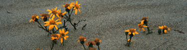Image of flowers blooming on the sand dunes