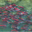 Studying Salmon