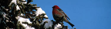 The rosy finch is easy to identify - it's the only finch species with a solid, dark breast.