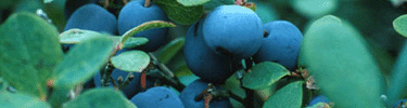 Wild blueberries ripen in late summer in Lake Clark.