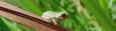 Gray Tree Frog