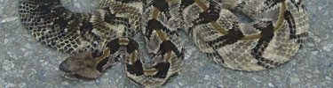 Timber Rattlesnake