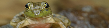 Tree frog  ©Raymond Klass. Used by permission.