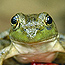 Amphibians