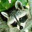 Mammals