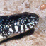 Reptiles