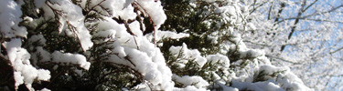 Snow on cedar trees at Sand Cave Trailhead