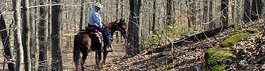 Horse and rider
