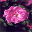 A rose from the MLK, Jr., World Peace Rose Garden