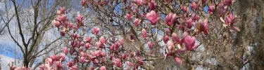Spring blossoms: park staff photo