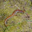 Salamanders for Alabama Teachers