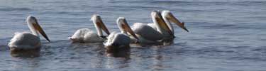 Pelicans on the Ross Barnett Reservoir, milepost 105.6 of the Natchez Trace Parkway.
