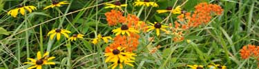 Spring wildflowers along the Natchez Trace Parkway