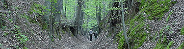 The Sunken Trace near Port Gibson, Mississippi.