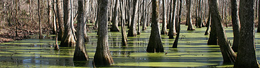 The Ridgeland Trail passes by Cypress Swamp.