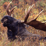 Moose