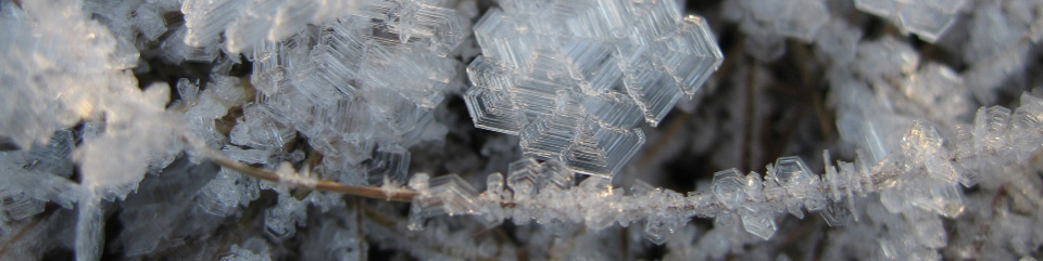 Ice crystals form on ground vegetation