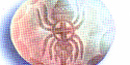 Picture of ancient shell carving of spider Picture of ancient shell carving of spider