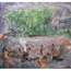 Woodland Time Period