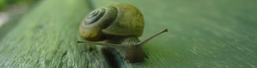 snail web pic finished