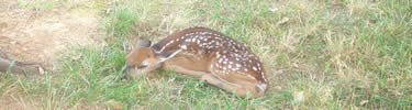 Deer Fawn