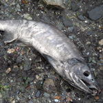 Image of dead salmon