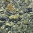 Stream Ecology