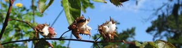 Cotton plant in garden at Kingsley Plantation