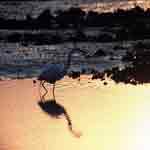 Egret on mudflat