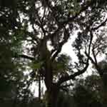 Witness Tree