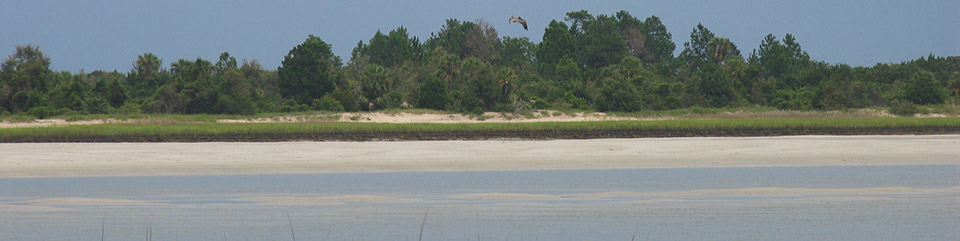 Shore birds thrive in this coastal enviornment.