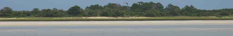 Shore birds thrive in this coastal enviornment.